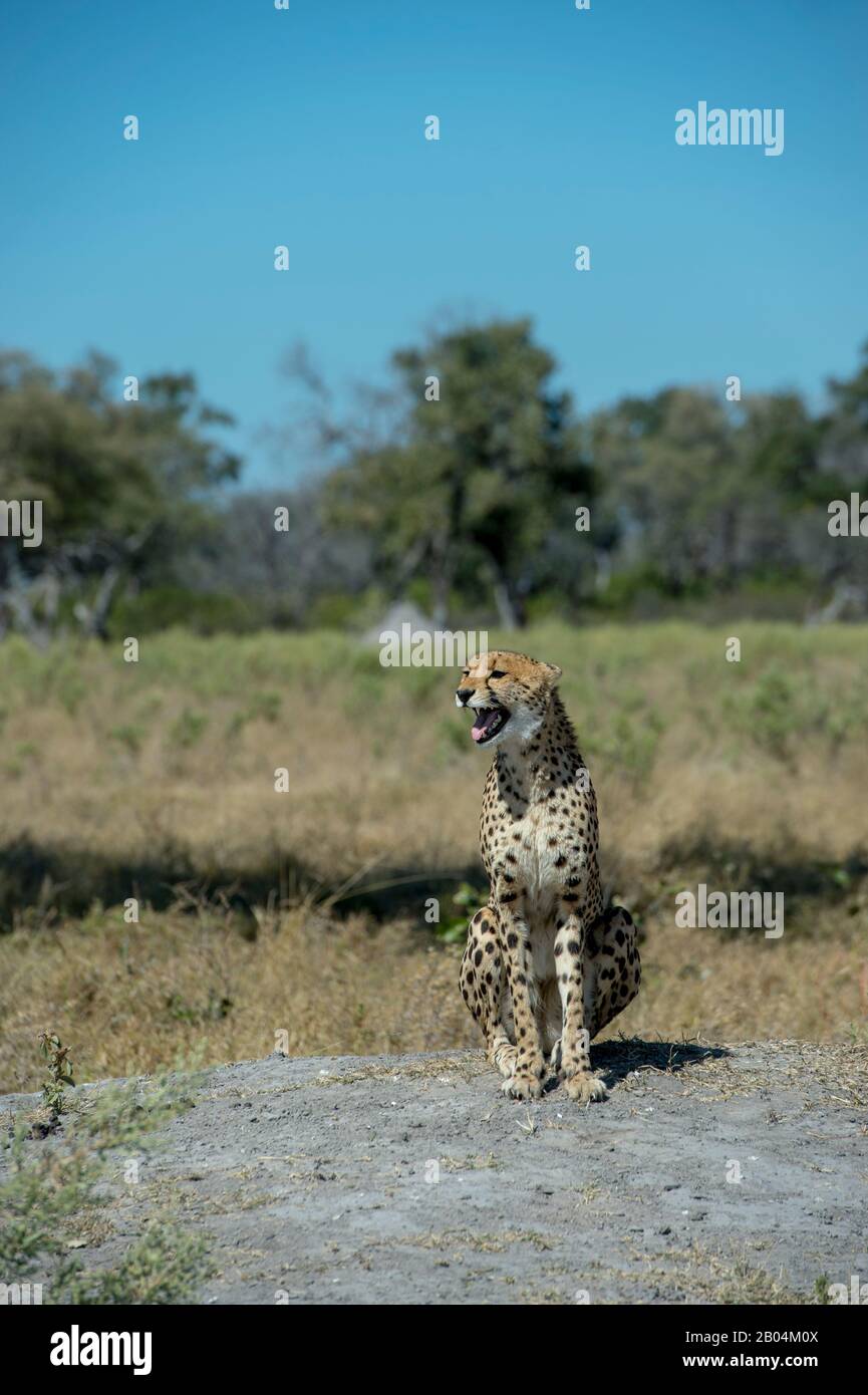 A Cheetah (Acinonyx jubatus) ruft und sucht Familienmitglieder in der Nähe der Vumbura Plains im Okavango-Delta im nördlichen Teil Botswanas. Stockfoto