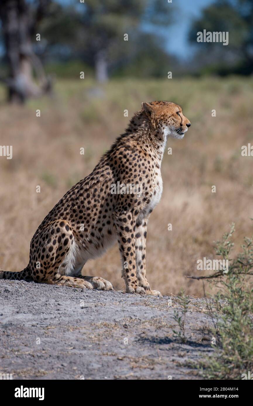 A Cheetah (Acinonyx jubatus) ruft und sucht Familienmitglieder in der Nähe der Vumbura Plains im Okavango-Delta im nördlichen Teil Botswanas. Stockfoto