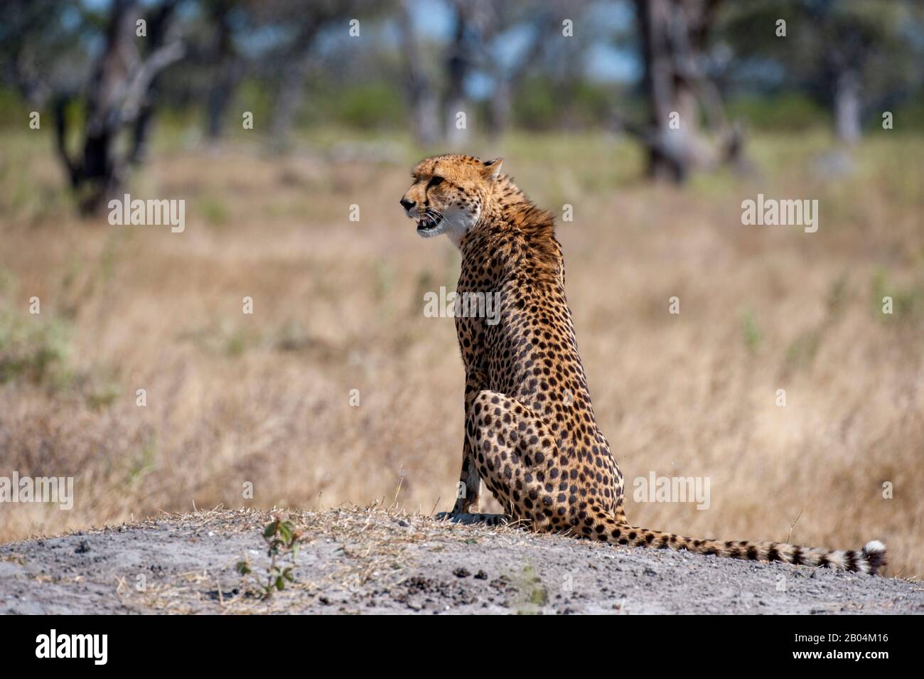 A Cheetah (Acinonyx jubatus) ruft und sucht Familienmitglieder in der Nähe der Vumbura Plains im Okavango-Delta im nördlichen Teil Botswanas. Stockfoto