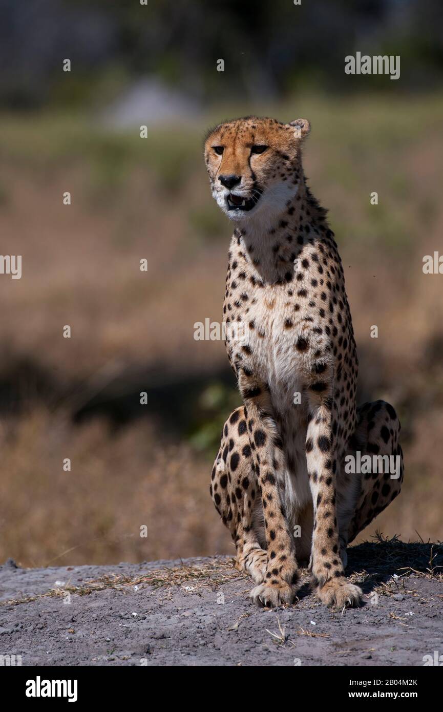 A Cheetah (Acinonyx jubatus) ruft und sucht Familienmitglieder in der Nähe der Vumbura Plains im Okavango-Delta im nördlichen Teil Botswanas. Stockfoto