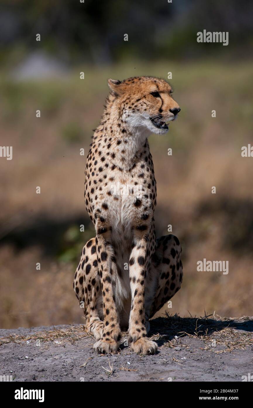 A Cheetah (Acinonyx jubatus) ruft und sucht Familienmitglieder in der Nähe der Vumbura Plains im Okavango-Delta im nördlichen Teil Botswanas. Stockfoto