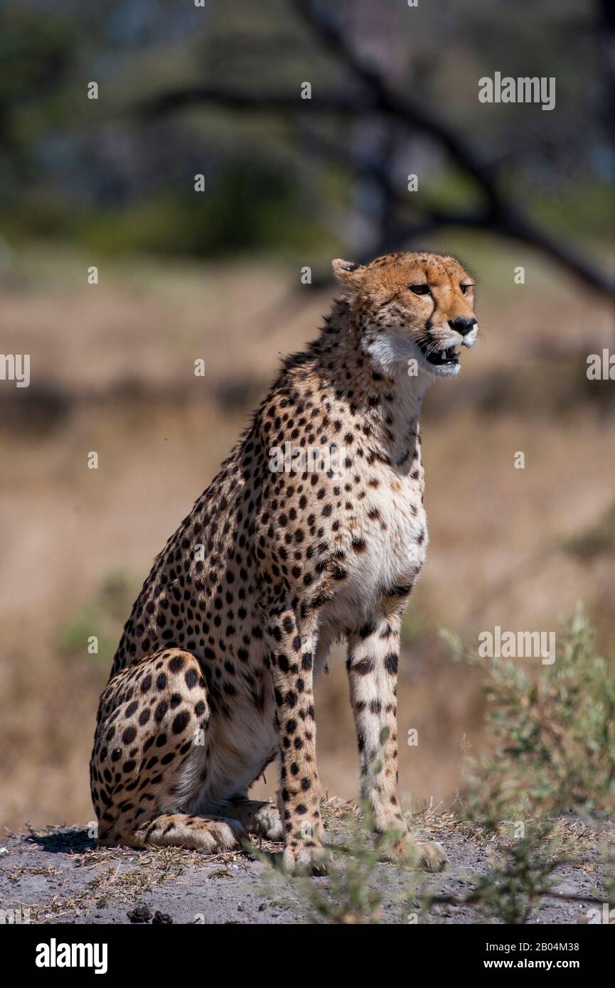 A Cheetah (Acinonyx jubatus) ruft und sucht Familienmitglieder in der Nähe der Vumbura Plains im Okavango-Delta im nördlichen Teil Botswanas. Stockfoto