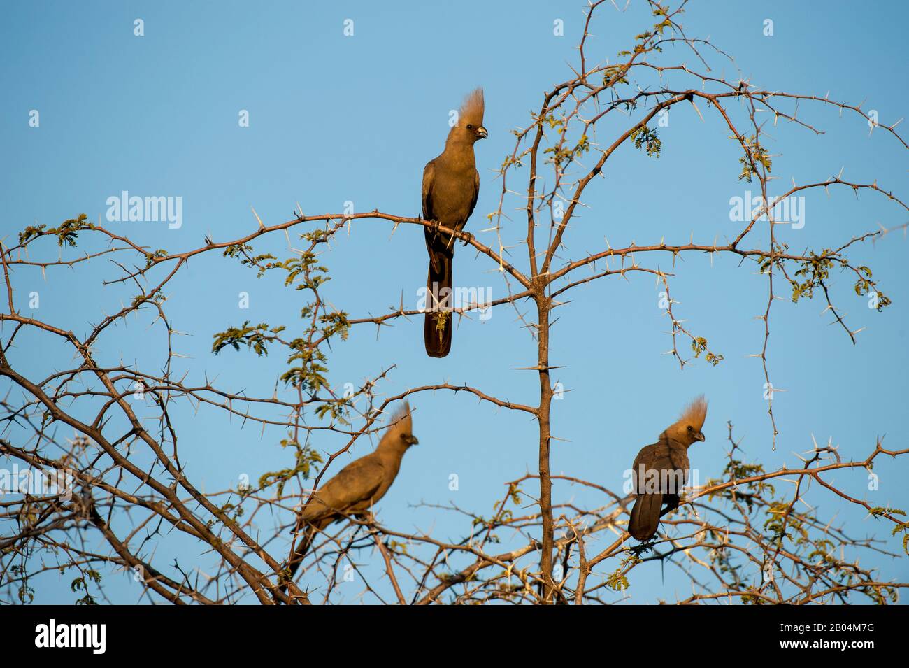 Graue Go-Away-Vögel (Corythaixoides concolor), auch graue Lourie, graue Loerie genannt, sitzen in Baum bei Chitabe im Okavango-Delta im Norden p Stockfoto