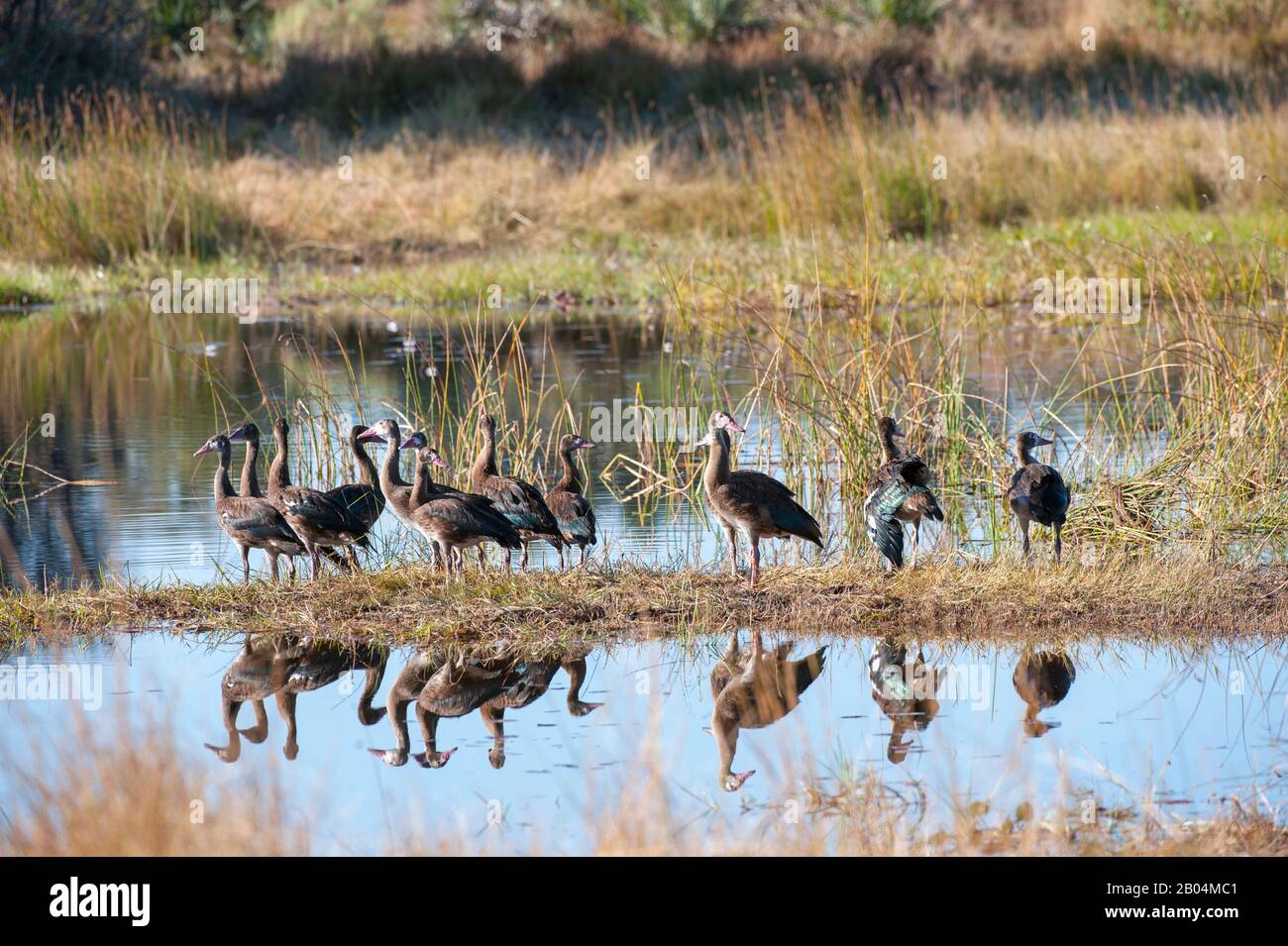 Die Familie der Sporngeflügelgans (Plectropterus gambensis), die in Wasser in der Nähe von Chitabe im Okavango-Delta im nördlichen Teil Botswanas reflektiert wird. Stockfoto