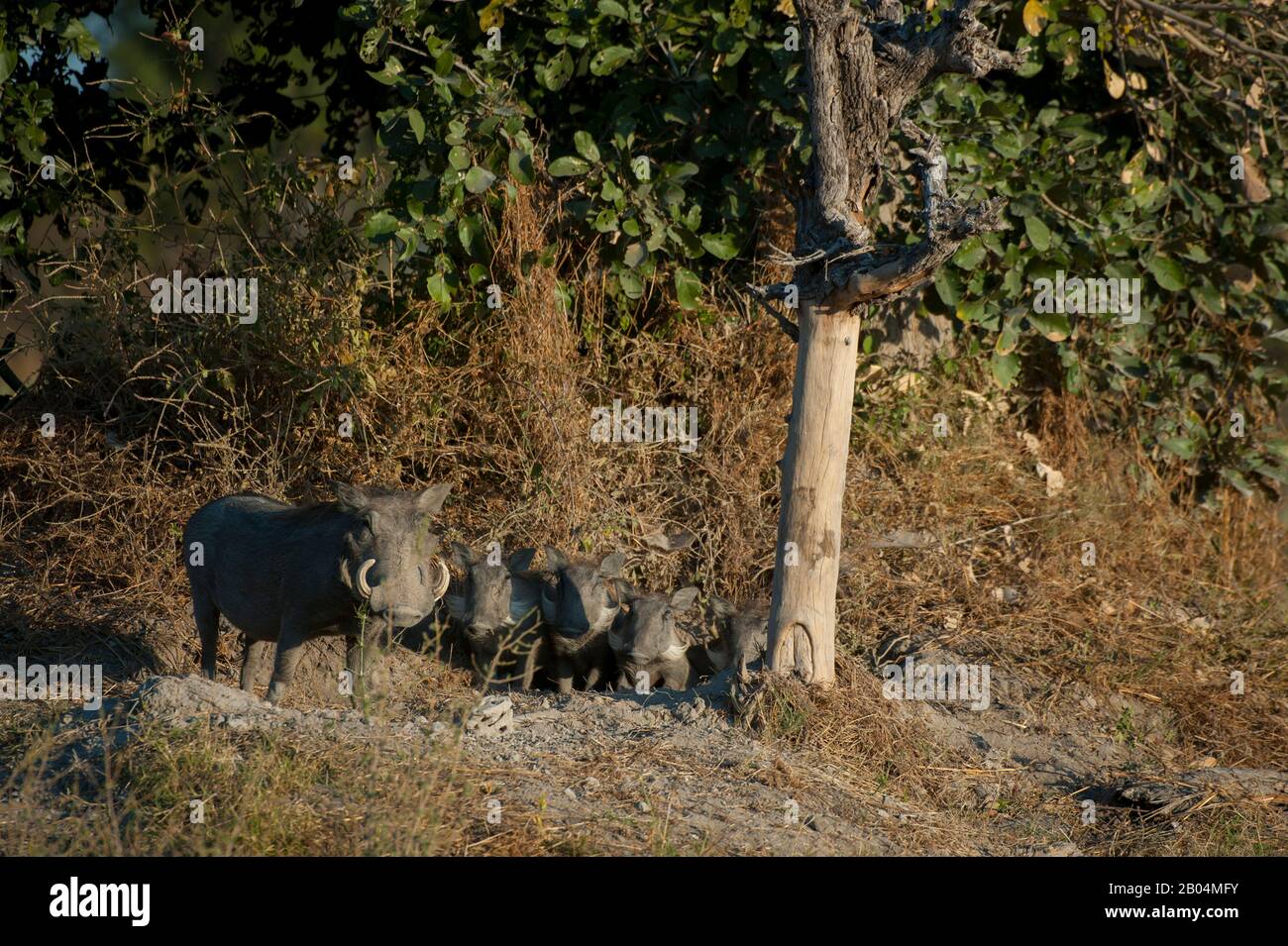 Eine verbreitete Familie aus Warthog (Phacochoerus africanus) in Chitabe im Okavango-Delta im Norden Botswanas. Stockfoto