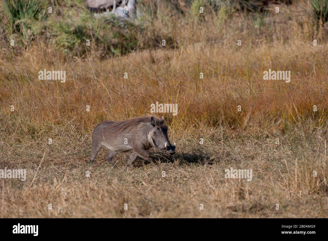 Ein häufiger Warthog (Phacochoerus africanus) im Chitabe Gebiet des Okavango-Deltas im nördlichen Teil Botswanas. Stockfoto