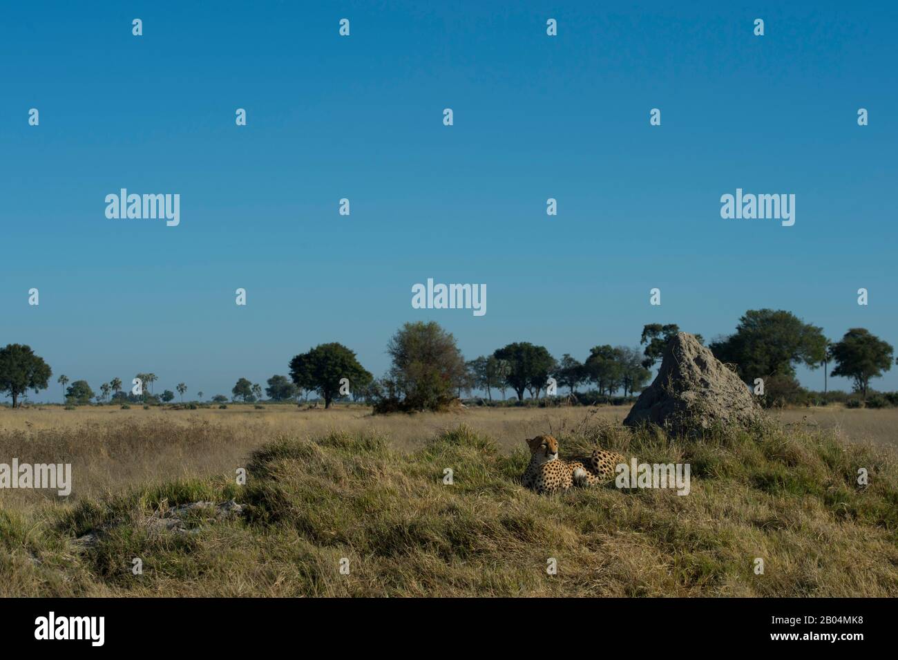 Ein Cheetah (Acinonyx jubatus) vor dem Termitenhügel im Chitabe-Gebiet des Okavango-Deltas im nördlichen Teil Botswanas. Stockfoto