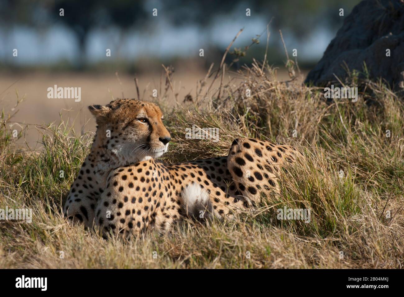 Ein Gepard (Acinonyx jubatus), der im Chitabe Gebiet des Okavango-Deltas im nördlichen Teil Botswanas in Gras liegt. Stockfoto