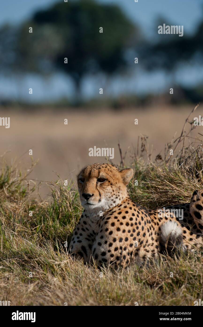 Ein Gepard (Acinonyx jubatus), der im Chitabe Gebiet des Okavango-Deltas im nördlichen Teil Botswanas in Gras liegt. Stockfoto