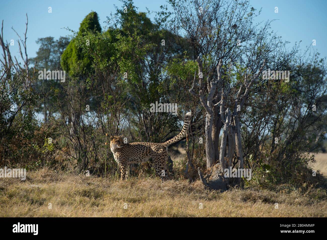 Ein Cheetah (Acinonyx jubatus) markiert sein Territorium im Chitabe Gebiet des Okavango-Deltas im nördlichen Teil Botswanas. Stockfoto