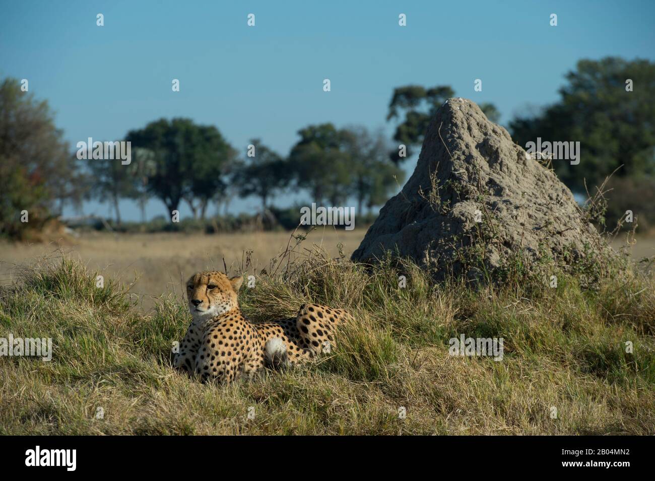 Ein Cheetah (Acinonyx jubatus) vor dem Termitenhügel im Chitabe-Gebiet des Okavango-Deltas im nördlichen Teil Botswanas. Stockfoto