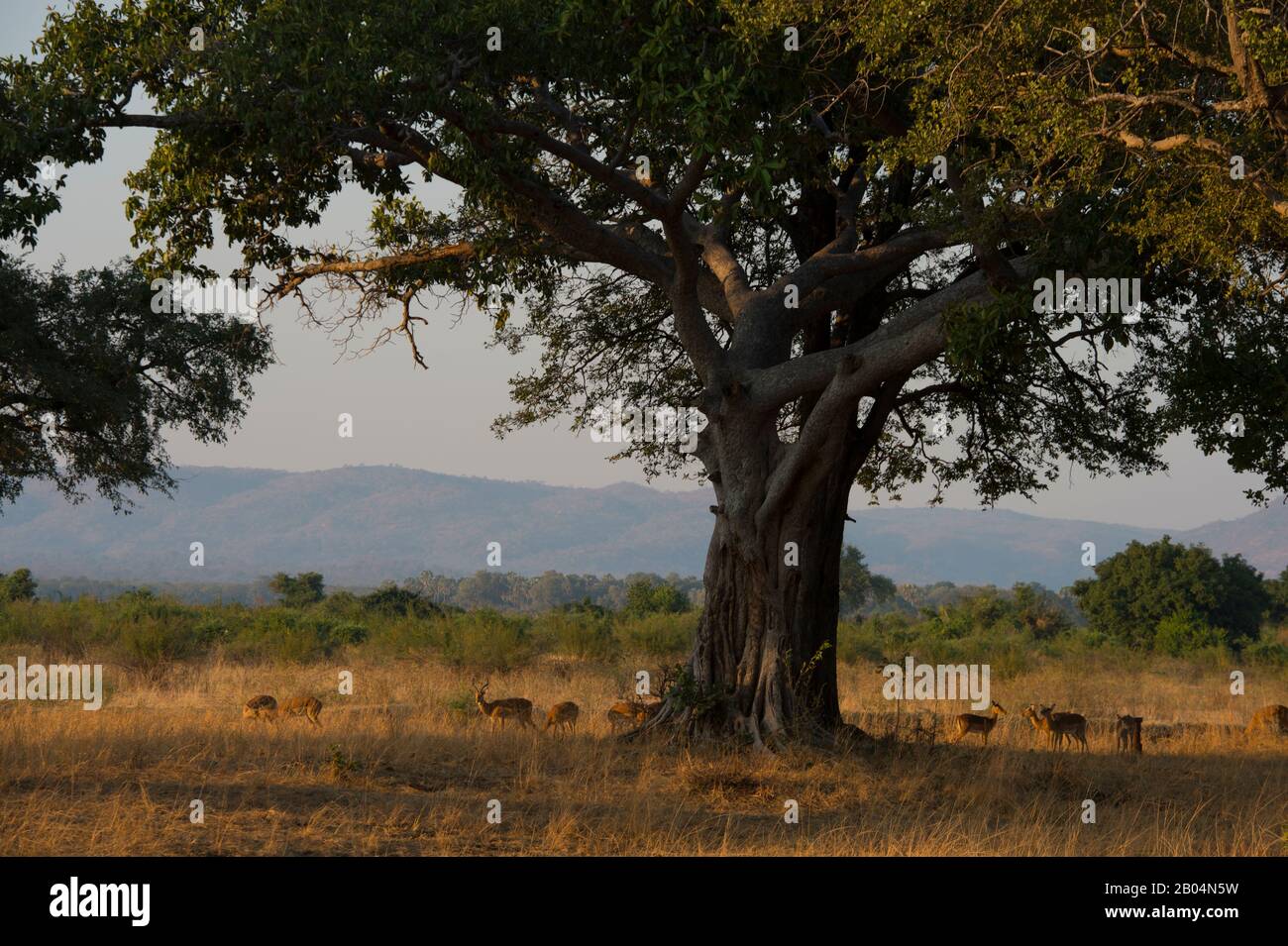 Impalas (Aepyceros melampus) im Süd-Luangwa-Nationalpark im Osten Sambias. Stockfoto