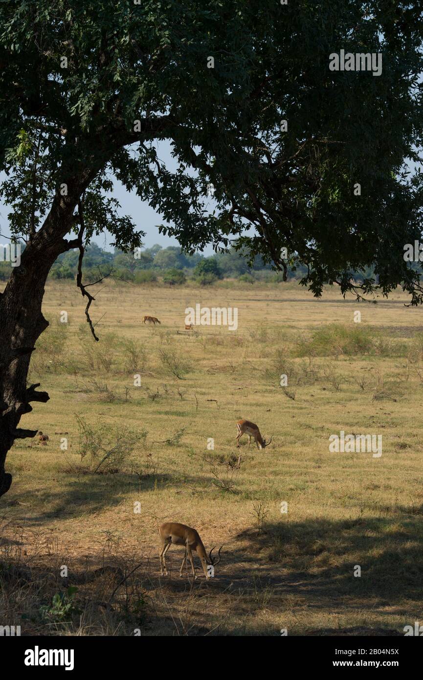 Weidende Impalas (Aepyceros melampus) im South Luangwa National Park im Osten Sambias. Stockfoto