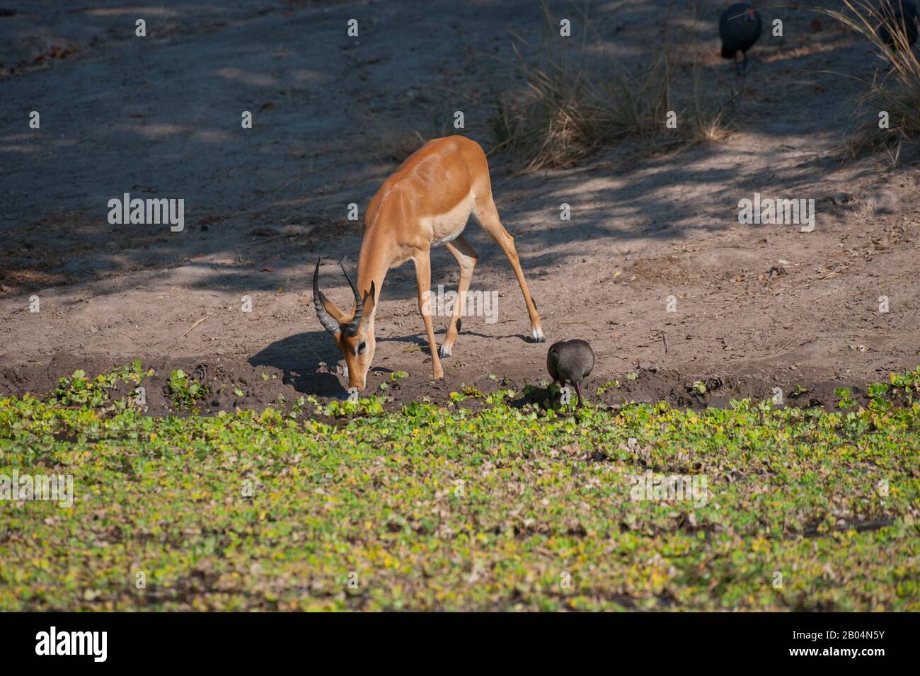 Impala (Aepyceros melampus) männlich und Hadeda Ibis (Bostrychia hagedash) am Wasserloch im South Luangwa National Park im Osten Sambias. Stockfoto