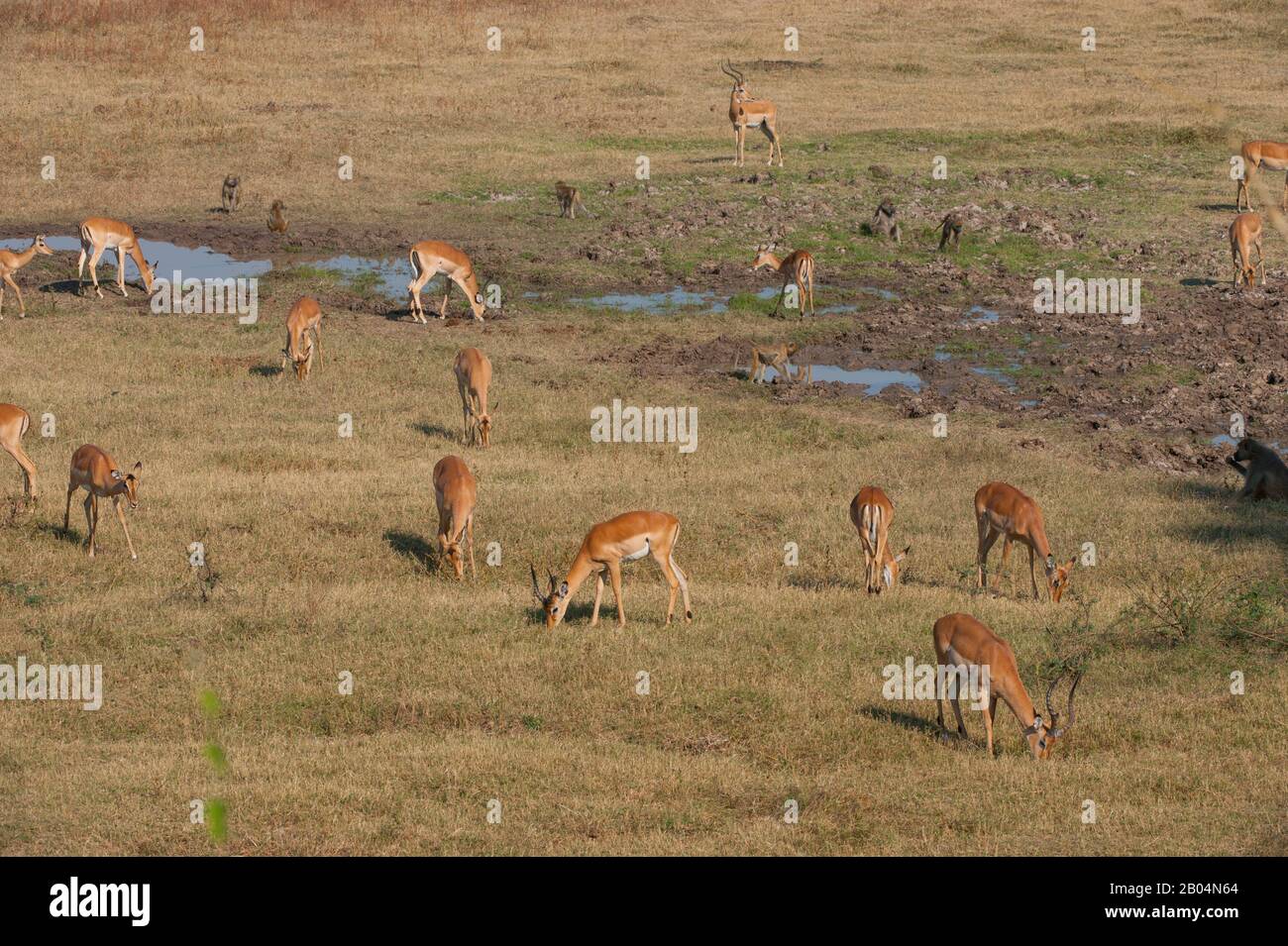 Weidende Impalas (Aepyceros melampus) im South Luangwa National Park im Osten Sambias. Stockfoto