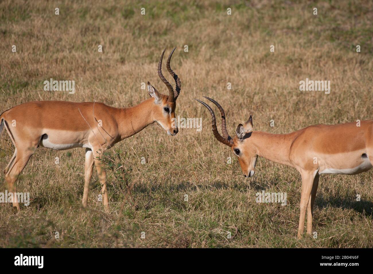 Zwei Impala (Aepyceros melampus) Männer im South Luangwa National Park im Osten Sambias. Stockfoto