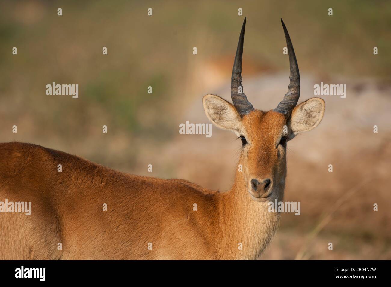 Nahaufnahme von Puku (Kobus vardonii) männlich im South Luangwa National Park im Osten Sambias. Stockfoto