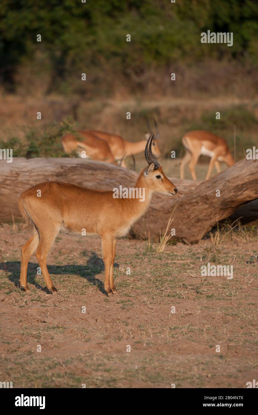 Puku (Kobus vardonii) männlich im South Luangwa National Park im Osten Sambias. Stockfoto