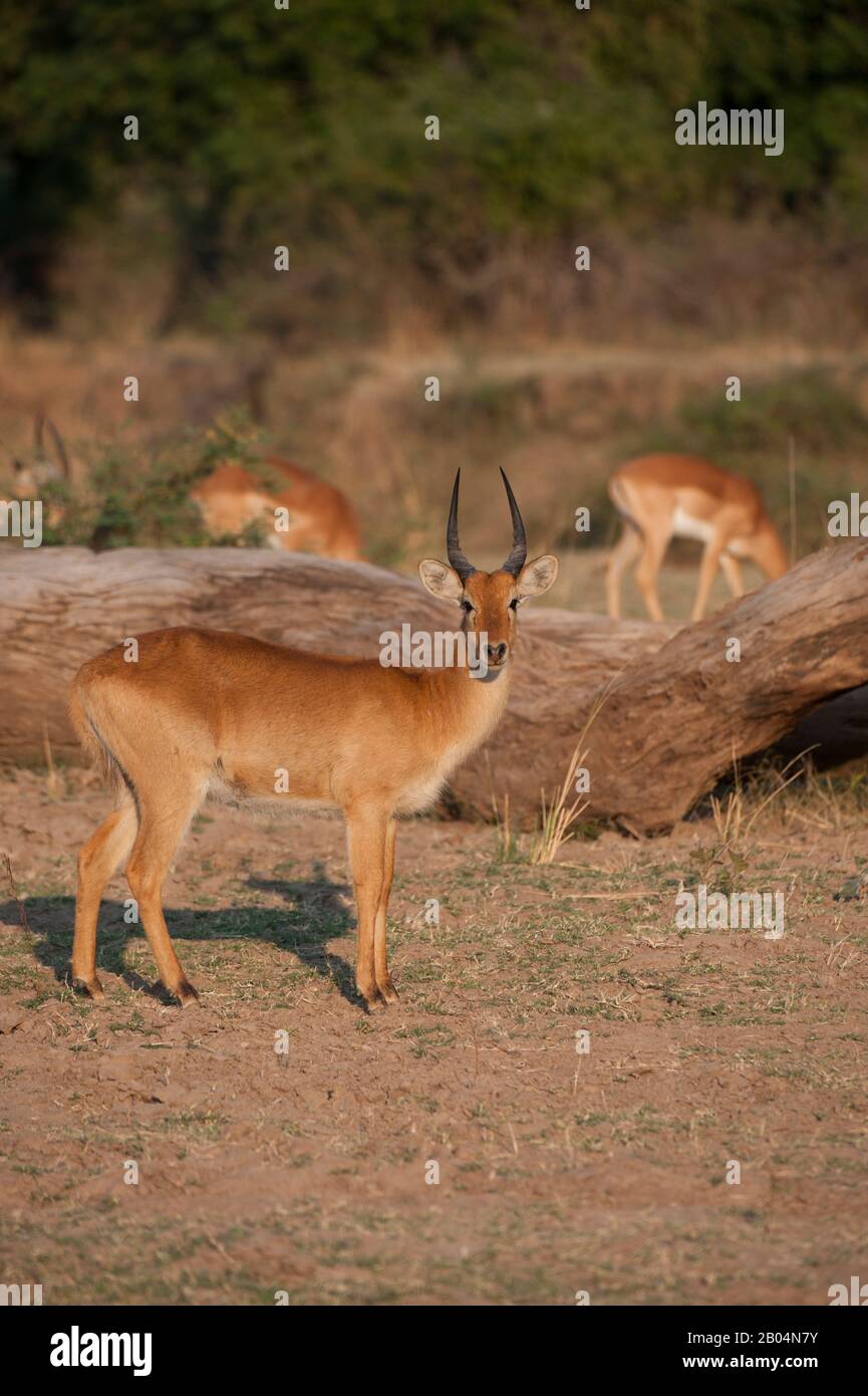 Puku (Kobus vardonii) männlich im South Luangwa National Park im Osten Sambias. Stockfoto