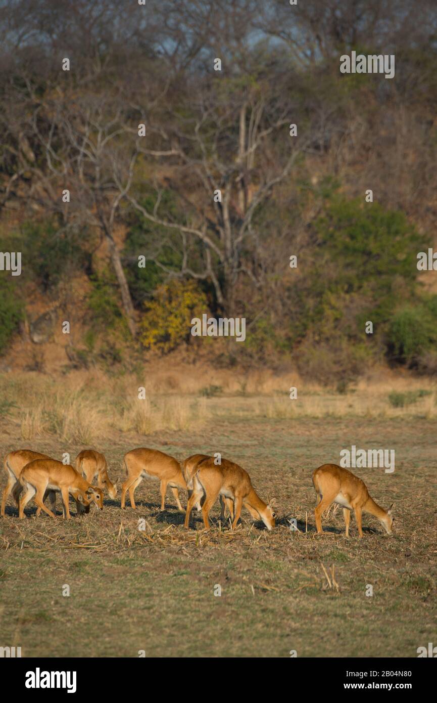Puku (Kobus vardonii) Antilope im South Luangwa National Park im Osten Sambias. Stockfoto