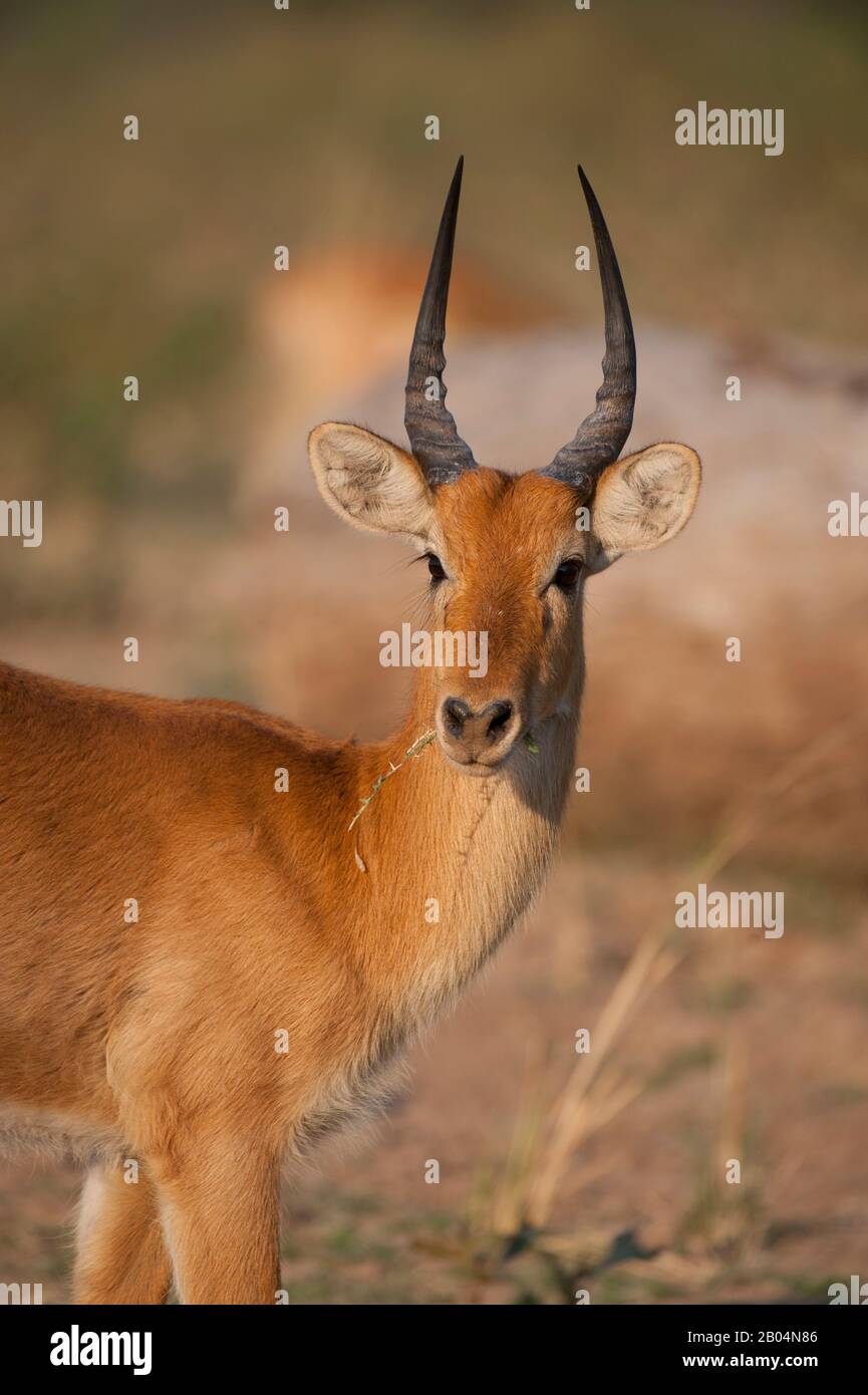 Nahaufnahme von Puku (Kobus vardonii) männlich im South Luangwa National Park im Osten Sambias. Stockfoto