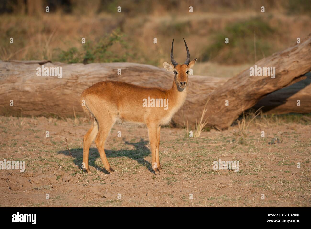 Puku (Kobus vardonii) männlich im South Luangwa National Park im Osten Sambias. Stockfoto