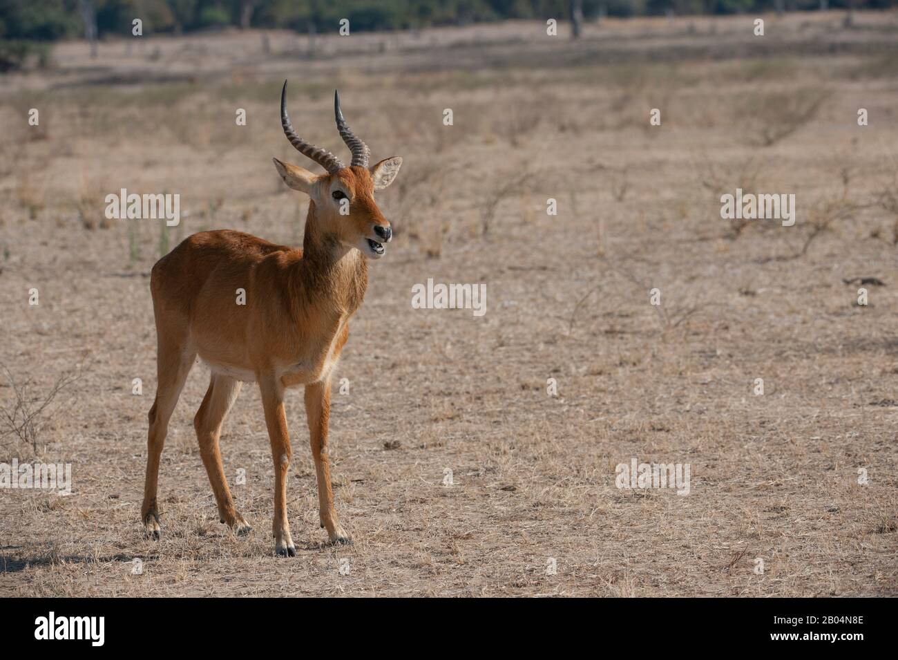 Puku (Kobus vardonii) männlich im South Luangwa National Park im Osten Sambias. Stockfoto