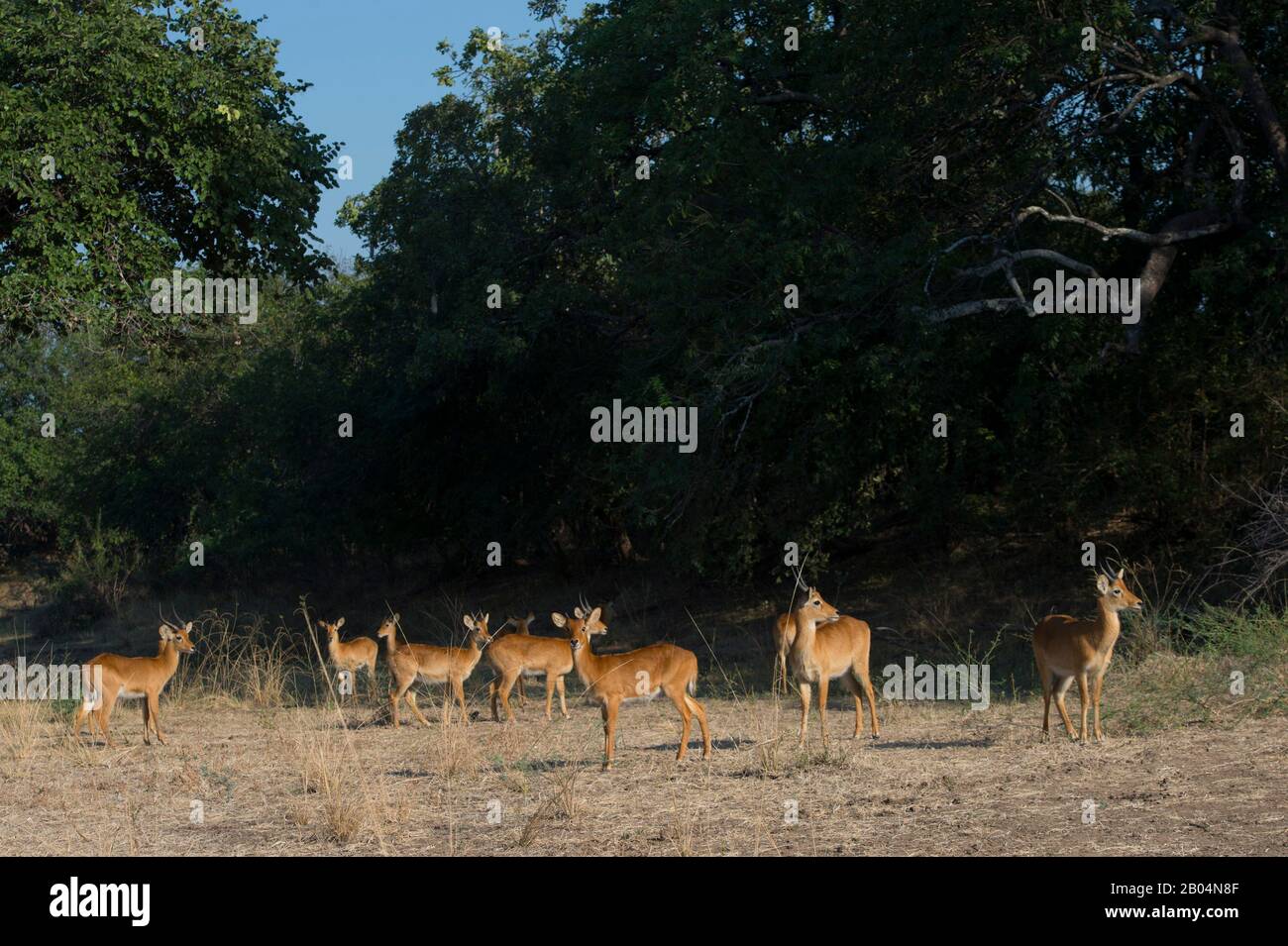 Puku (Kobus vardonii) Antilope im South Luangwa National Park im Osten Sambias. Stockfoto