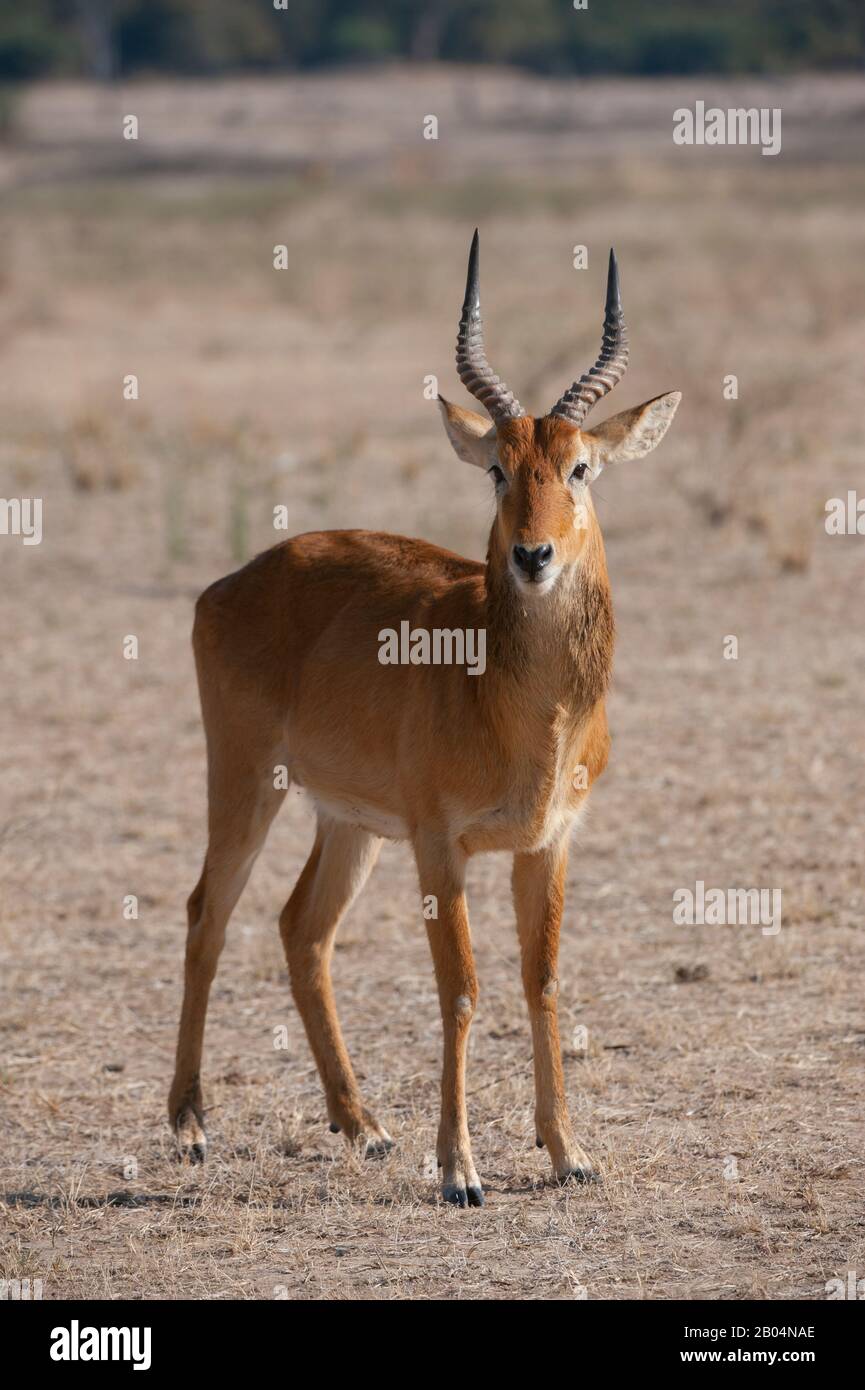 Puku (Kobus vardonii) männlich im South Luangwa National Park im Osten Sambias. Stockfoto
