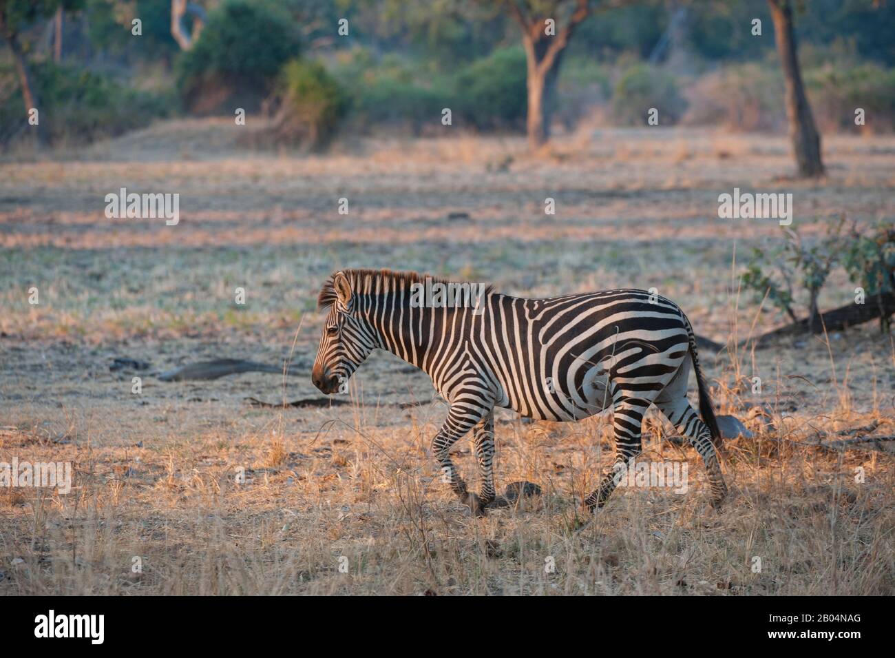 Ein Zebra von Crawshay (Equus quagga crawshayi) im South Luangwa National Park im Osten Sambias. Stockfoto