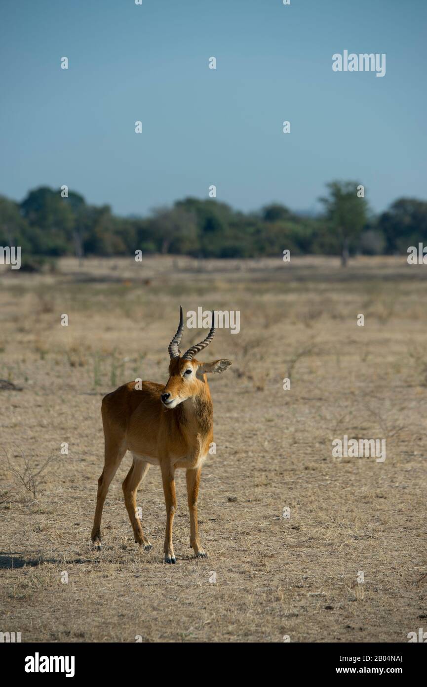 Puku (Kobus vardonii) männlich im South Luangwa National Park im Osten Sambias. Stockfoto