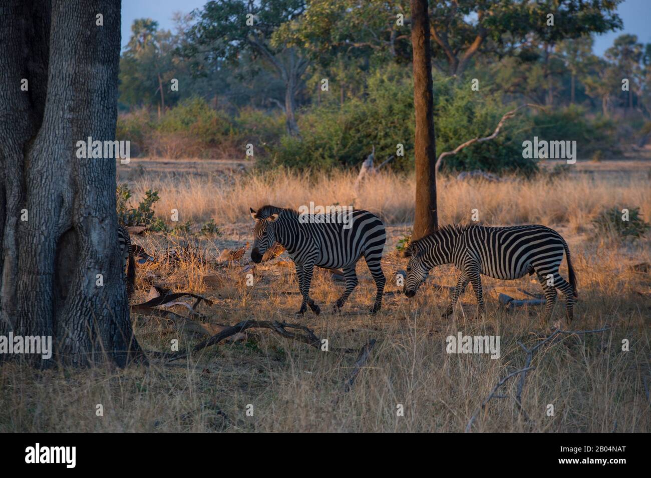 Crawshays Zebras (Equus quagga crawshayi) im South Luangwa National Park im Osten Sambias. Stockfoto