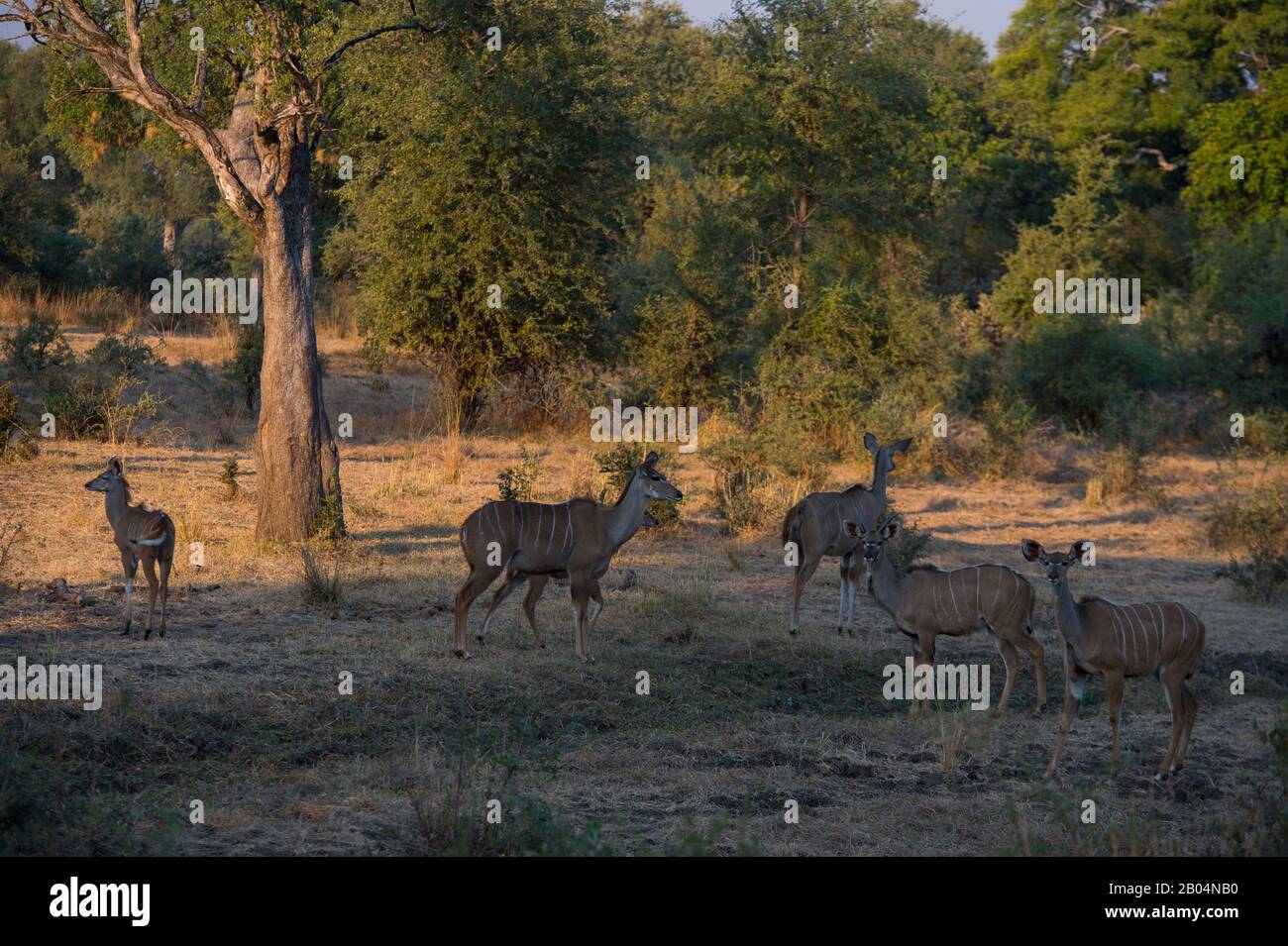 Kudu-Weibchen mit Jungtieren im Süd-Luangwa-Nationalpark im Osten Sambias. Stockfoto