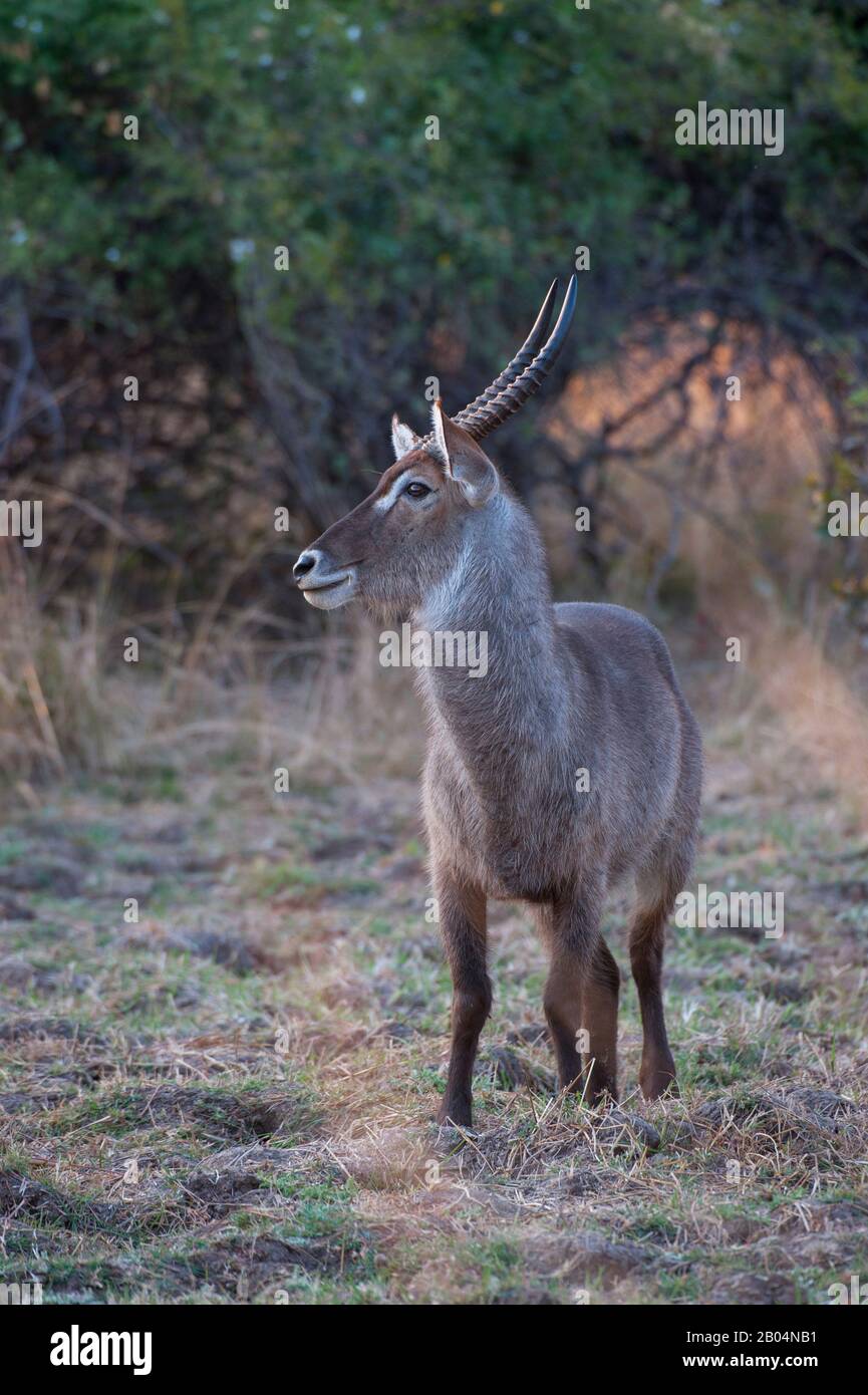 Wasserbuck (Kobus Ellipsiprymnus) im South Luangwa National Park im Osten Sambias. Stockfoto