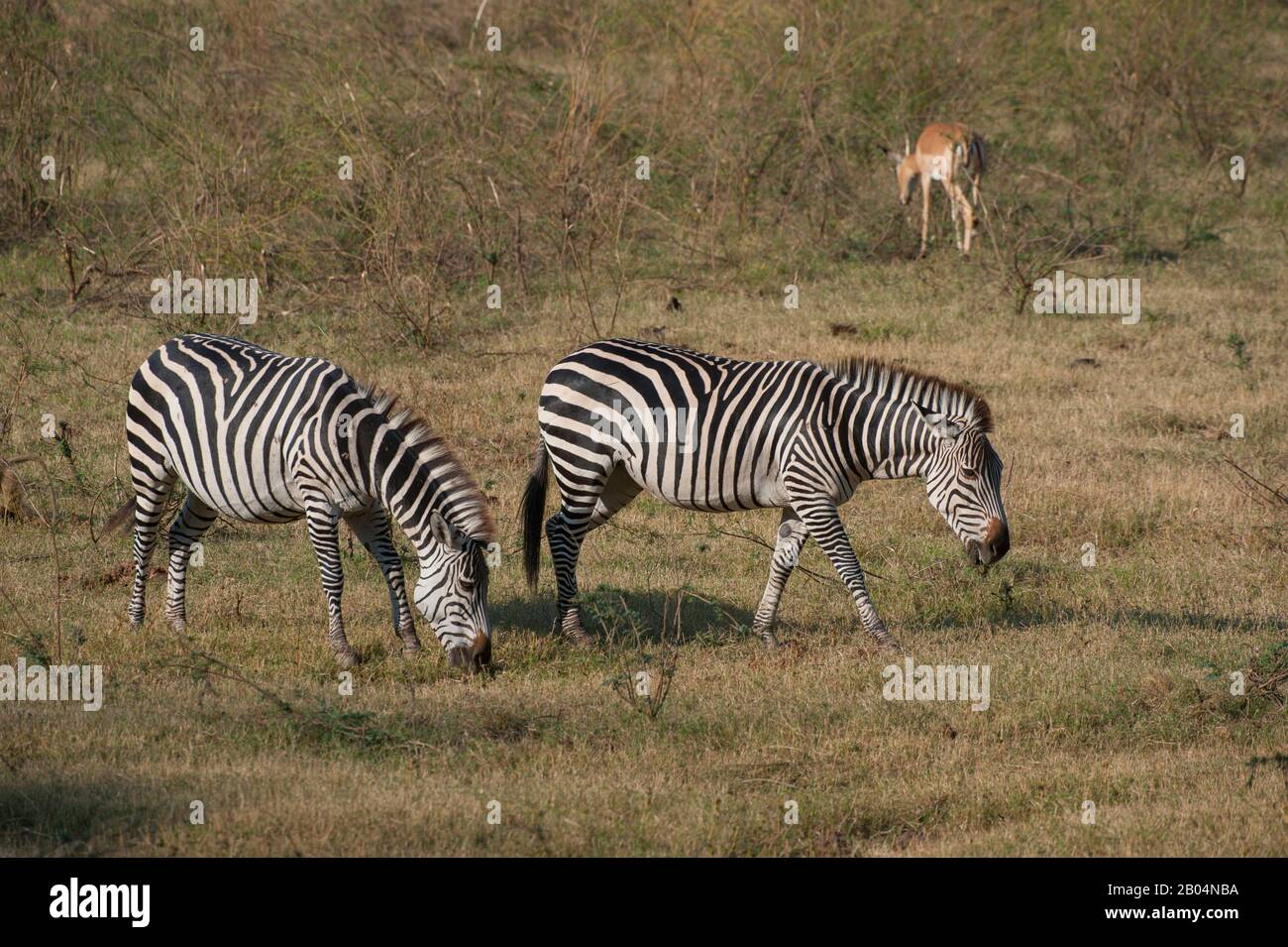 Crawshays Zebras (Equus quagga crawshayi) im South Luangwa National Park im Osten Sambias. Stockfoto