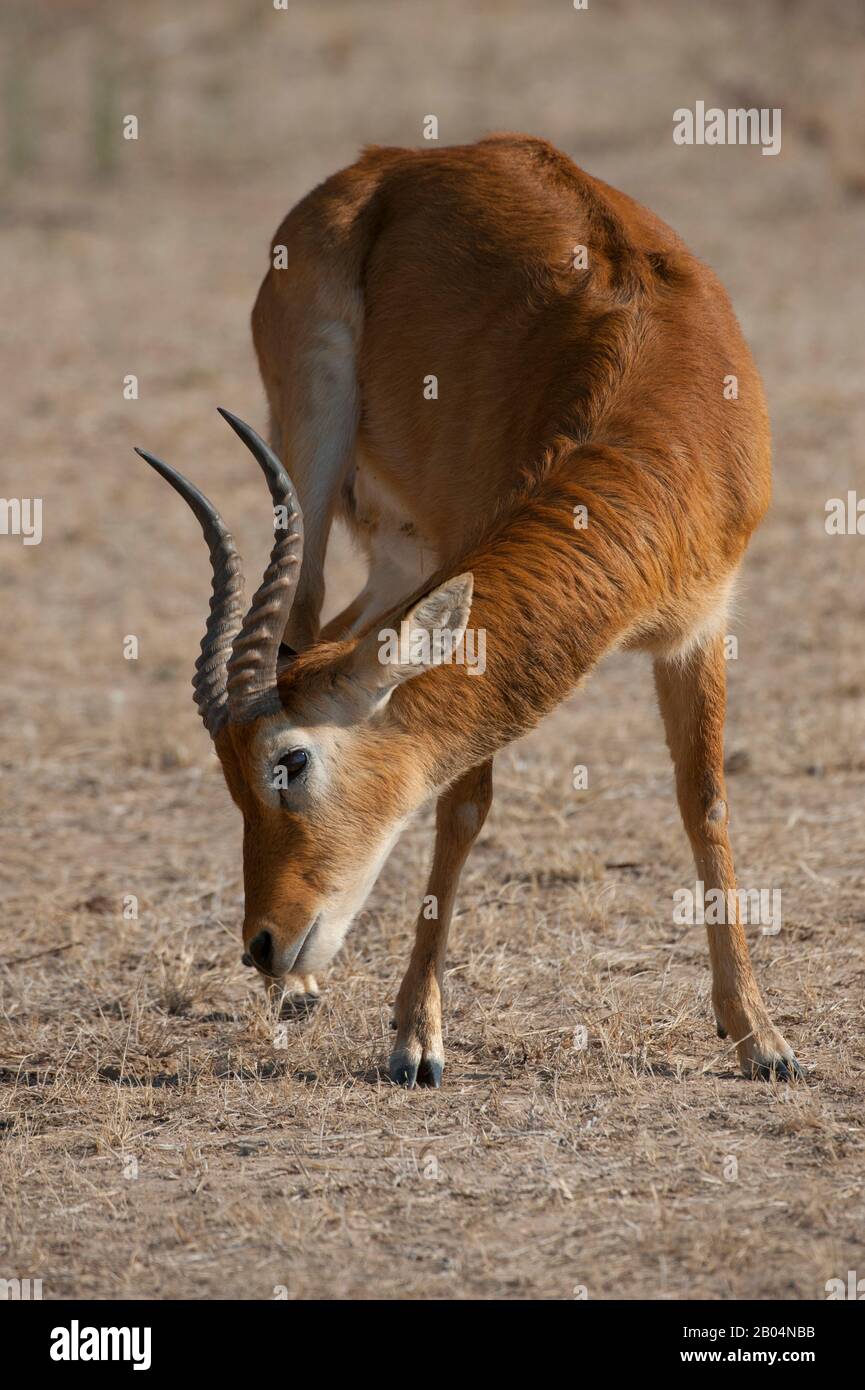 Ein Puku-Mann (Kobus vardonii) im South Luangwa National Park im Osten Sambias kratzt mit einem Huf. Stockfoto