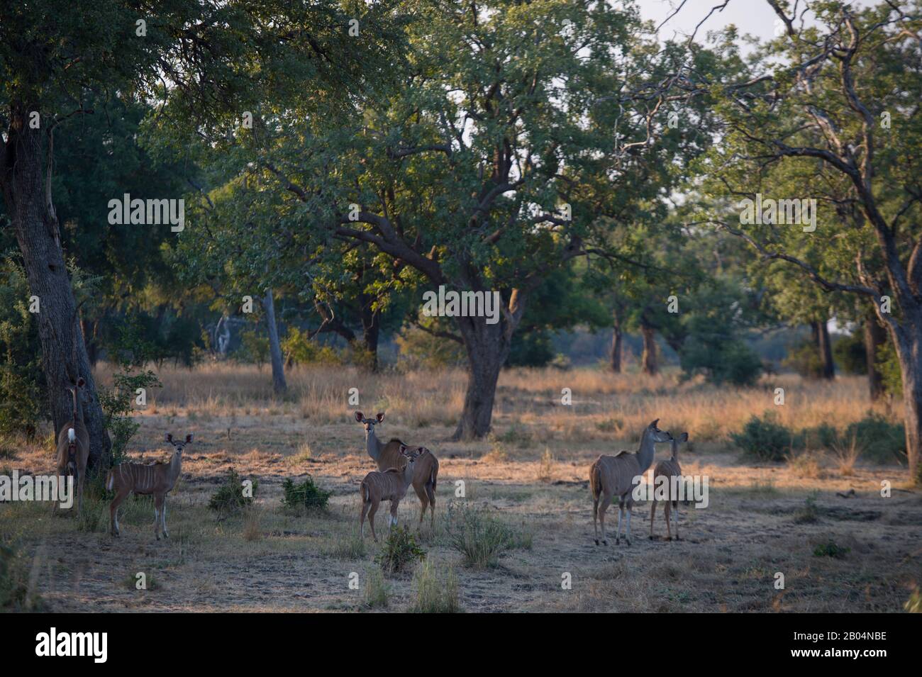 Kudu-Weibchen mit Jungtieren im Süd-Luangwa-Nationalpark im Osten Sambias. Stockfoto