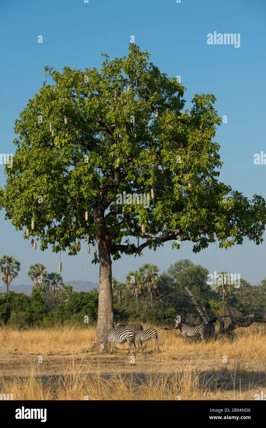 Crawshays Zebras (Equus quagga crawshayi) unter einem Wurstbaum im South Luangwa National Park im Osten Sambias. Stockfoto