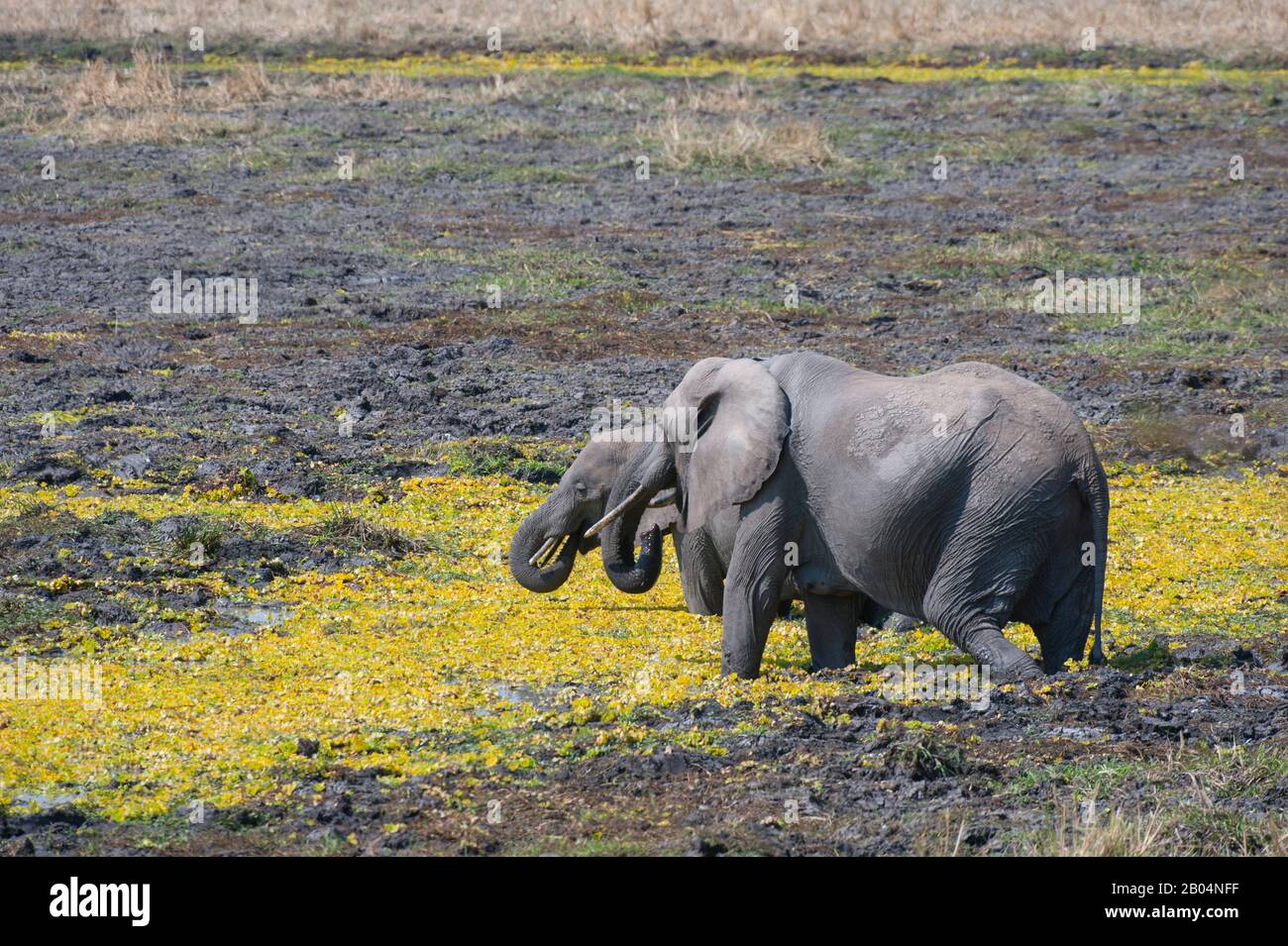 Afrikanischer Elefant (Loxodonta africana) am mit Nilkohl bedeckten Wasserloch im South Luangwa National Park im Osten Sambias. Stockfoto