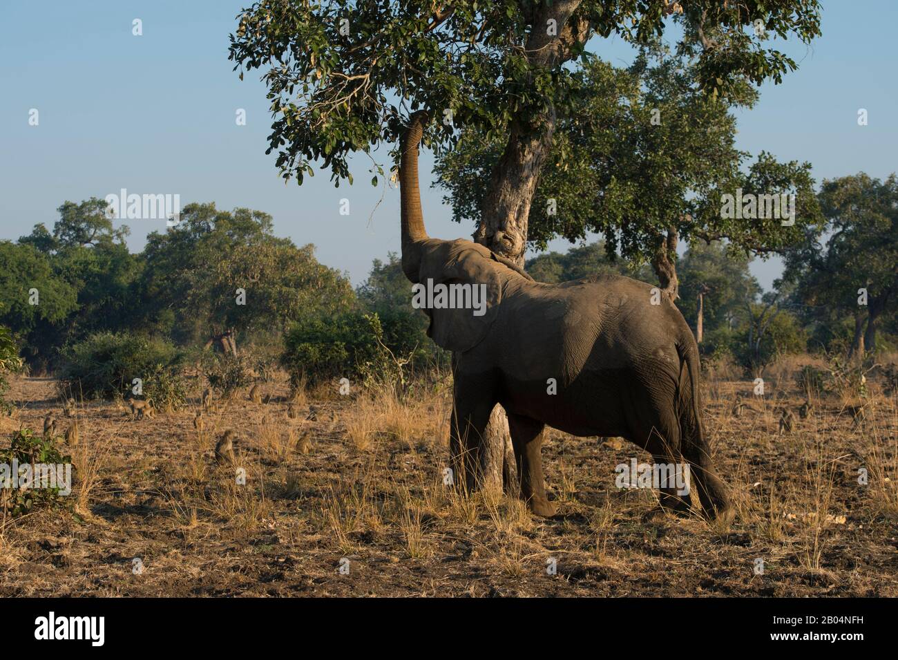 Afrikanischer Elefant (Loxodonta africana) ernährt sich im South Luangwa National Park im Osten Sambias von Bäumen. Stockfoto