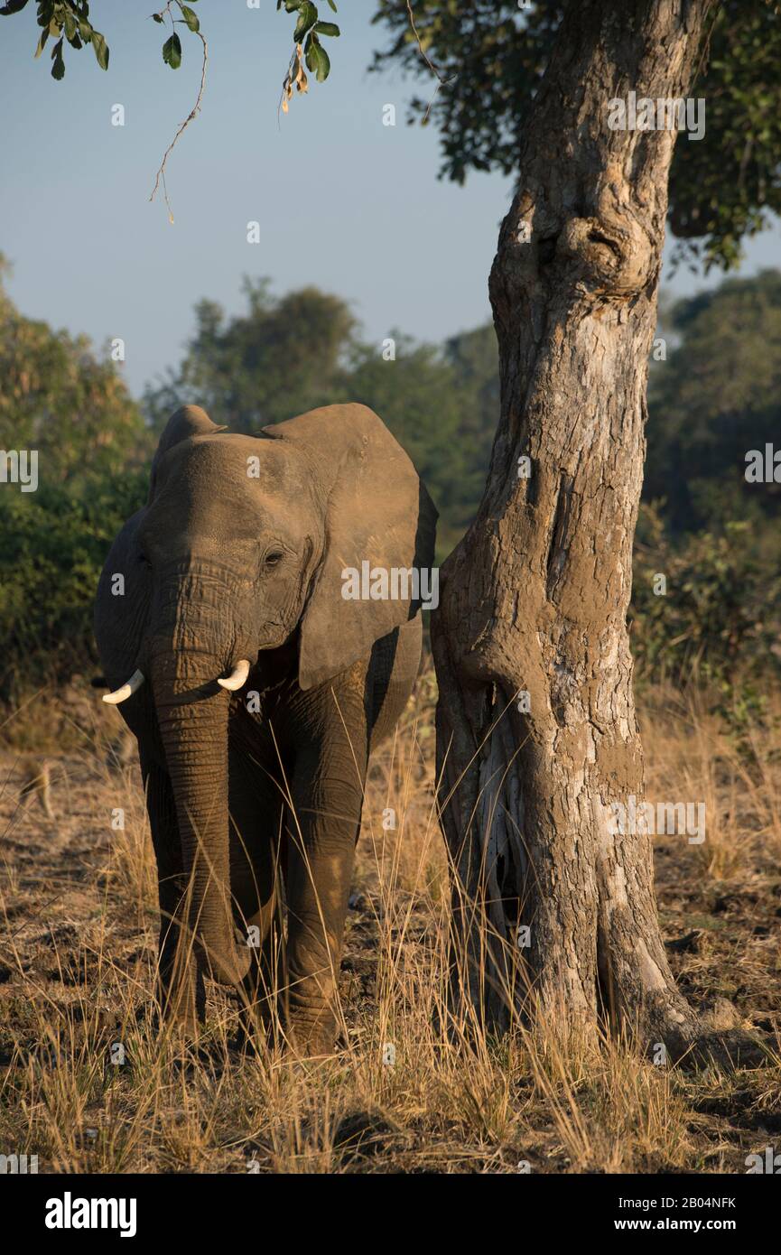 Afrikanischer Elefant (Loxodonta africana) kratzt sich am Baum im South Luangwa National Park im Osten Sambias. Stockfoto