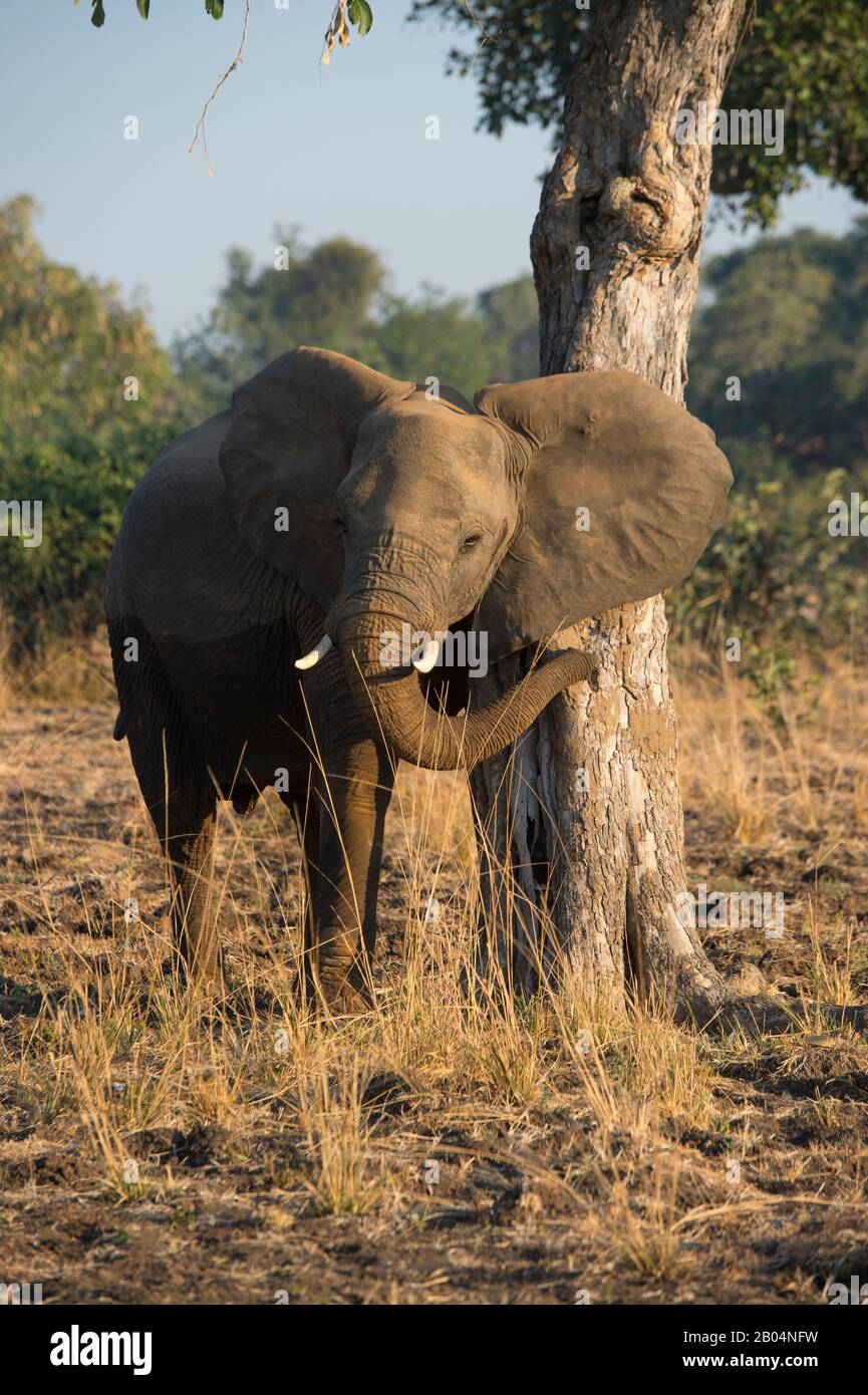 Afrikanischer Elefant (Loxodonta africana) kratzt sich am Baum im South Luangwa National Park im Osten Sambias. Stockfoto