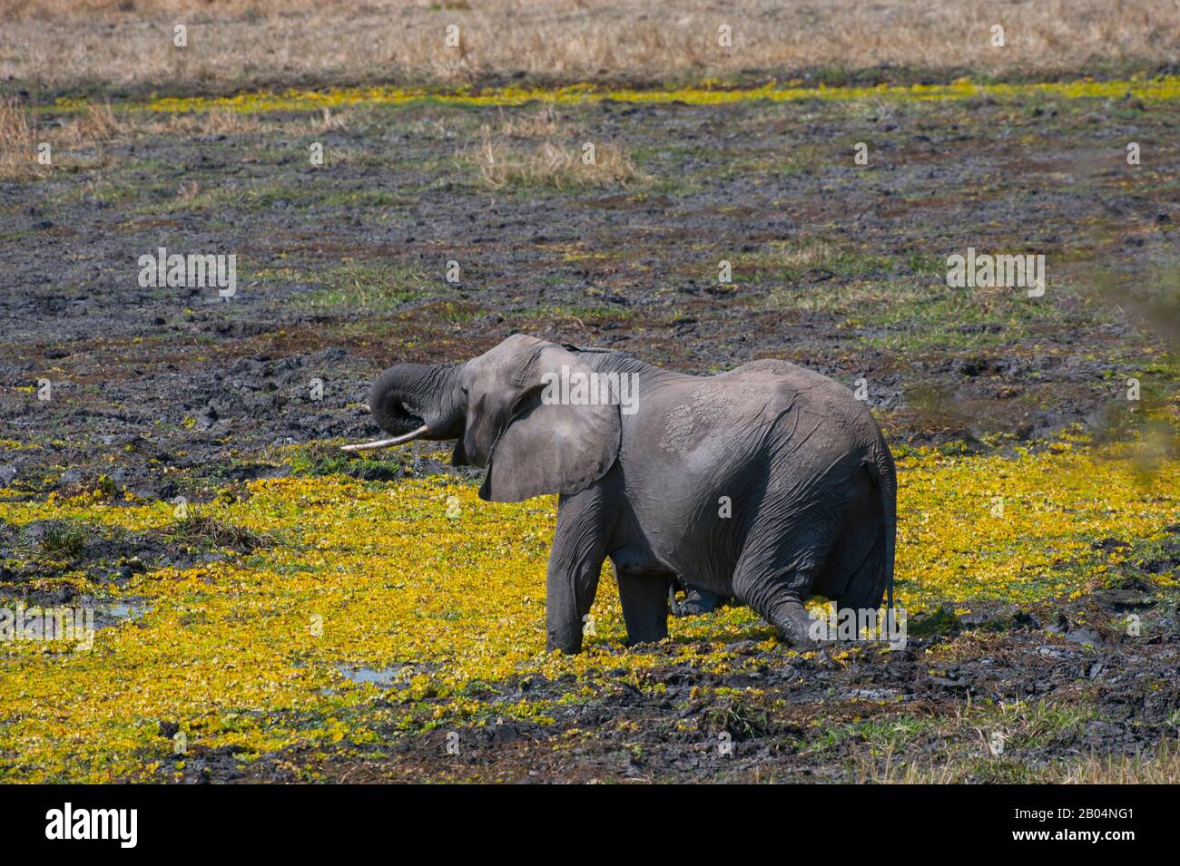 Afrikanischer Elefant (Loxodonta africana) am mit Nilkohl bedeckten Wasserloch im South Luangwa National Park im Osten Sambias. Stockfoto