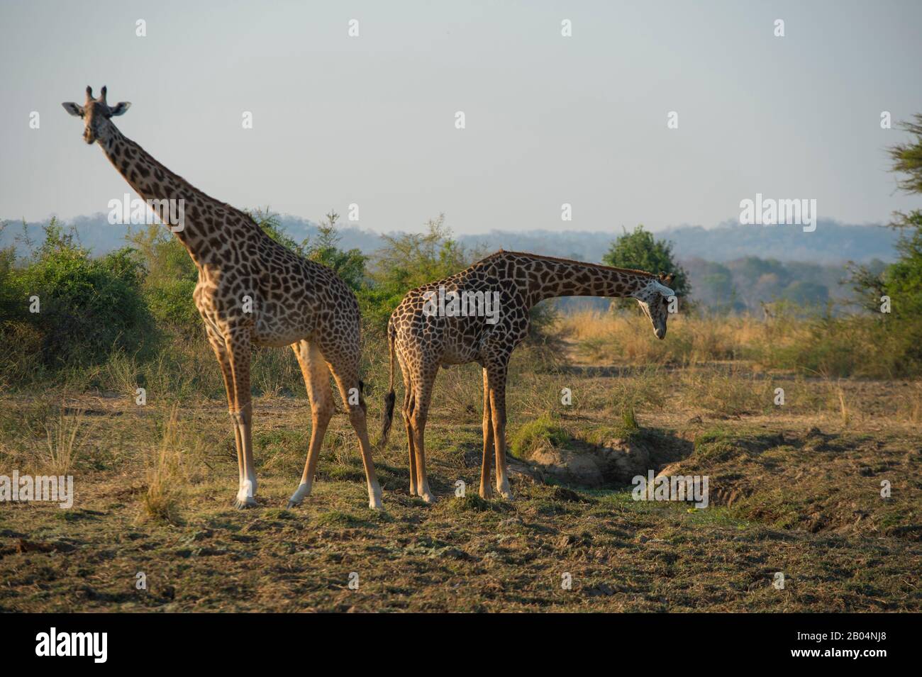 Thornicrofts Giraffen (Giraffa camelopardalis thornicrofti) trinken aus einem Wasserloch im South Luangwa National Park im Osten Sambias. Stockfoto