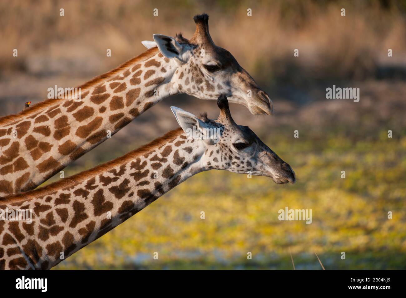Portrait von Thornicrofts Giraffen (Giraffa camelopardalis thornicrofti) im South Luangwa National Park im Osten Sambias. Stockfoto