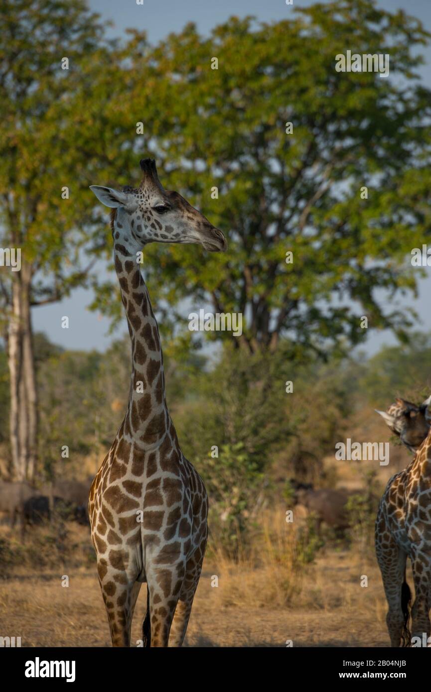 Giraffe von Thornicroft (Giraffa camelopardalis thornicrofti) im South Luangwa National Park im Osten Sambias. Stockfoto