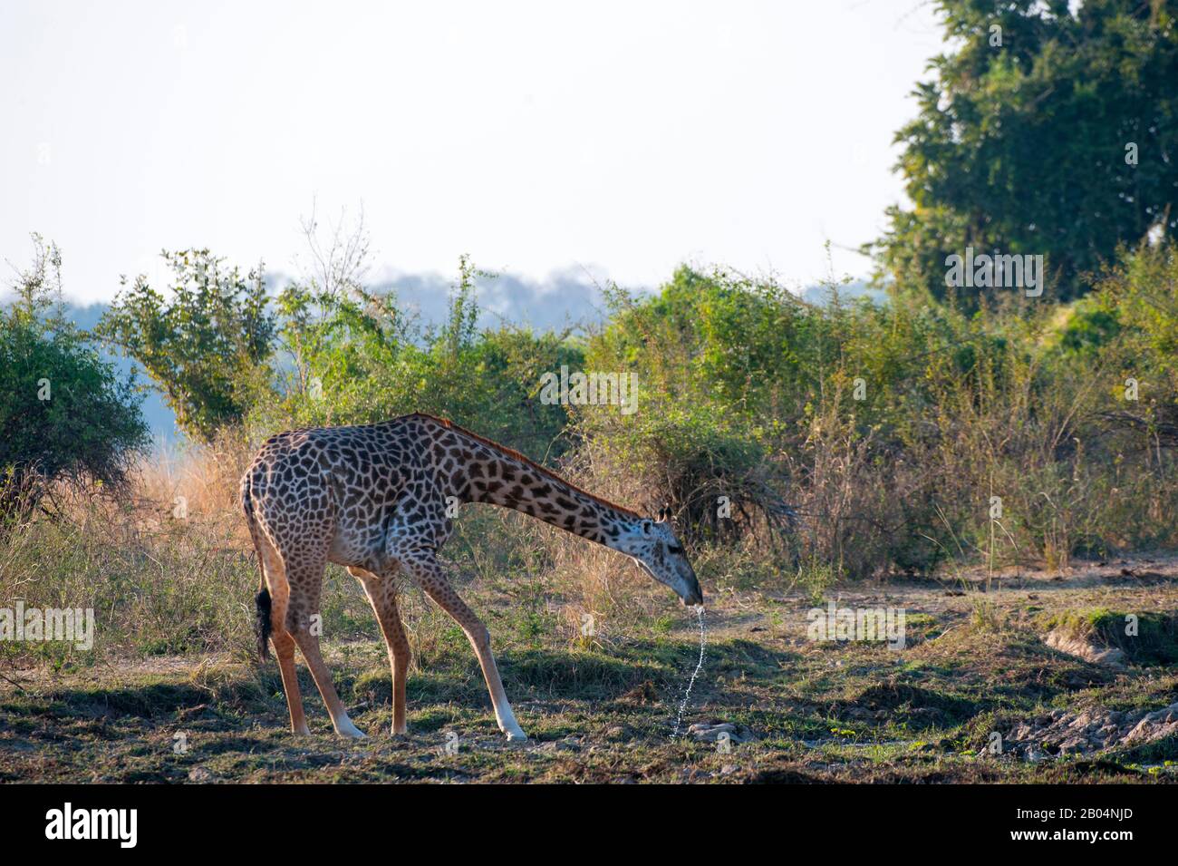 Eine Giraffe von Thornicroft (Giraffa camelopardalis thornicrofti) trinkt aus einem Wasserloch im South Luangwa National Park im Osten Sambias. Stockfoto
