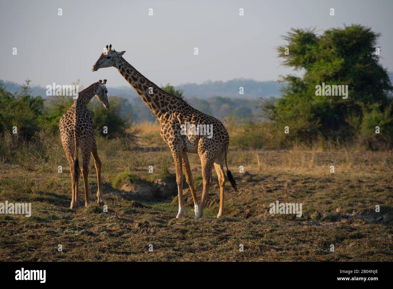 Thornicrofts Giraffen (Giraffa camelopardalis thornicrofti) trinken aus einem Wasserloch im South Luangwa National Park im Osten Sambias. Stockfoto