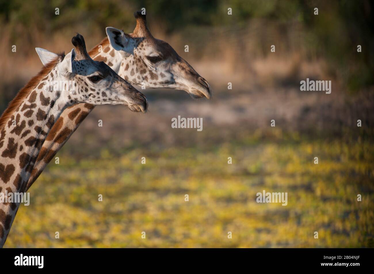 Portrait von Thornicrofts Giraffen (Giraffa camelopardalis thornicrofti) im South Luangwa National Park im Osten Sambias. Stockfoto