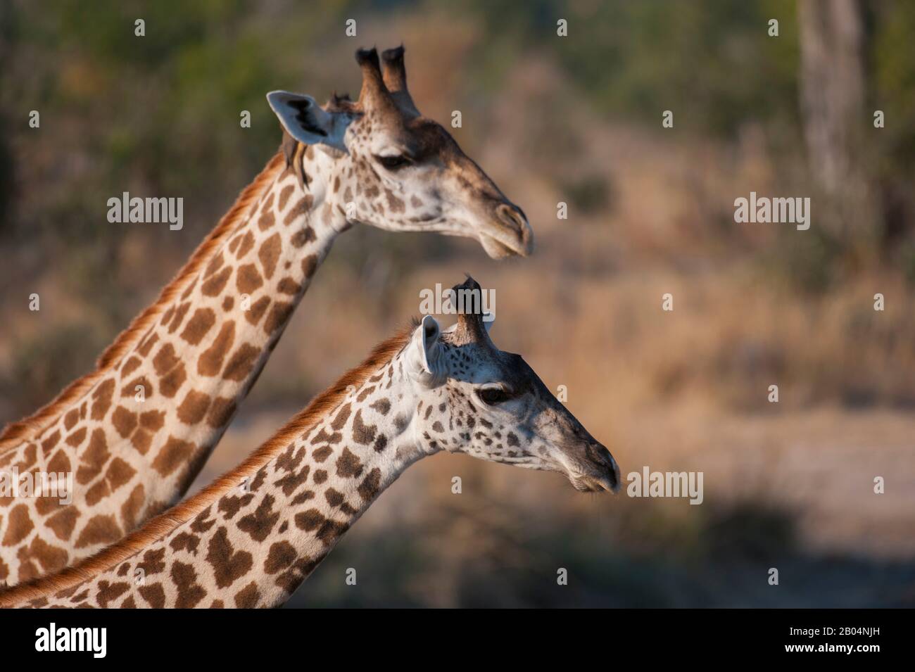 Portrait von Thornicrofts Giraffen (Giraffa camelopardalis thornicrofti) im South Luangwa National Park im Osten Sambias. Stockfoto